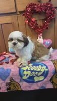 Scooby, a male Bichon Frise and Shih Tzu for sale in Rockford, IL – Photo 6 of 10