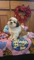 Scooby, a male Bichon Frise and Shih Tzu for sale in Rockford, IL – Photo 2 of 10