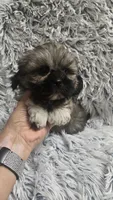 Rudy , a male Shih Tzu for sale in Rockford, IL – 6 of 10