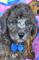 Bo jangles, a male Miniature Goldendoodle for sale in Rockford, IL – 2 of 10