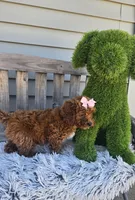 Bailey, a female Miniature Goldendoodle for sale in Rockford, IL – Photo 9 of 9