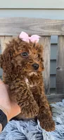 Bailey, a female Miniature Goldendoodle for sale in Rockford, IL – Photo 3 of 9