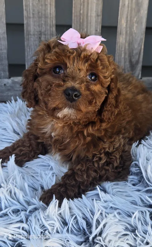 Bailey – Miniature Goldendoodle puppy for sale in Rockford, IL