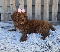 Bailey, a female Miniature Goldendoodle for sale in Rockford, IL – Photo 5 of 9