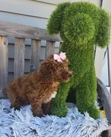 Bailey, a female Miniature Goldendoodle for sale in Rockford, IL – Photo 8 of 9