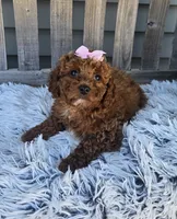 Bailey, a female Miniature Goldendoodle for sale in Rockford, IL – Photo 4 of 9