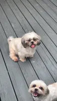 Sassy , a female Shih Tzu for sale in Rockford, IL – 3 of 5