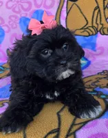 Rosie , a female Shihpoo for sale in Rockford, IL – 2 of 10