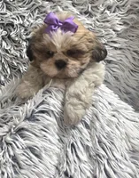Violet , a female Shih Tzu for sale in Rockford, IL – 3 of 9