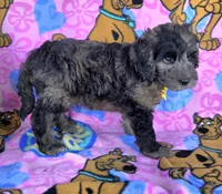 Rocky, a male Miniature Goldendoodle for sale in Rockford, IL – 10 of 10