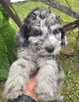 Marley Akc blue merle , a male Poodle - Miniature  for sale in Rockford, IL – 2 of 10