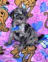 Chance, a male Miniature Goldendoodle for sale in Rockford, IL – 3 of 7