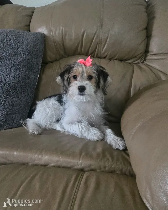 Sophie  – Yorkipoo puppy for sale in Rockford, IL