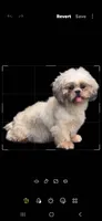 Sassy , a female Shih Tzu for sale in Rockford, IL – 2 of 5