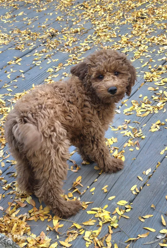 Autumn mini f1b – Miniature Goldendoodle puppy for sale in Rockford, IL