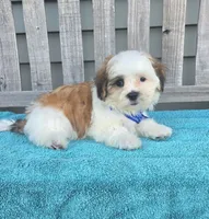 Franklin, a male Mal Shi for sale in Rockford, IL – 3 of 9