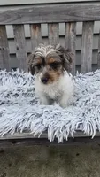 Max, a male Yorkipoo for sale in Rockford, IL – 2 of 9