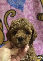 Christian micro mini f2b, a male Miniature Goldendoodle for sale in Rockford, IL – Photo 2 of 9