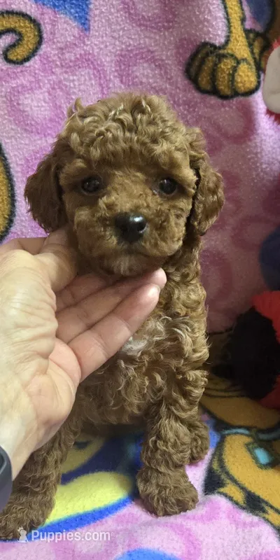 Christian micro mini f2b – Miniature Goldendoodle puppy for sale in Rockford, IL