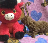 Christian micro mini f2b, a male Miniature Goldendoodle for sale in Rockford, IL – Photo 4 of 9