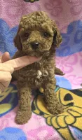 Christian micro mini f2b, a male Miniature Goldendoodle for sale in Rockford, IL – Photo 3 of 9