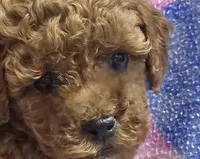 Christian micro mini f2b, a male Miniature Goldendoodle for sale in Rockford, IL – Photo 6 of 9