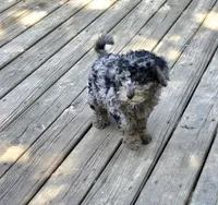 Skylark  mini , a female Miniature Goldendoodle for sale in Rockford, IL – 8 of 10