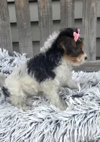 Sidney , a female Yorkipoo for sale in Rockford, IL – 8 of 8