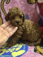 Dunkin micro mini f2b, a male Miniature Goldendoodle for sale in Rockford, IL – Photo 6 of 7