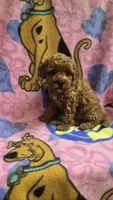 Dunkin micro mini f2b, a male Miniature Goldendoodle for sale in Rockford, IL – Photo 5 of 7