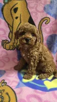 Dunkin micro mini f2b, a male Miniature Goldendoodle for sale in Rockford, IL – Photo 1 of 7