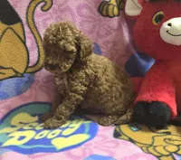 Dunkin micro mini f2b, a male Miniature Goldendoodle for sale in Rockford, IL – Photo 7 of 7