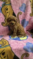 Dunkin micro mini f2b, a male Miniature Goldendoodle for sale in Rockford, IL – Photo 4 of 7