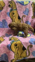 Dunkin micro mini f2b, a male Miniature Goldendoodle for sale in Rockford, IL – Photo 3 of 7