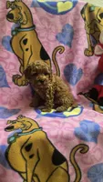Dunkin micro mini f2b, a male Miniature Goldendoodle for sale in Rockford, IL – Photo 2 of 7
