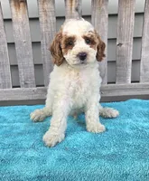 Rocky mini f1b, a male Miniature Goldendoodle for sale in Rockford, IL – 5 of 9