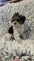 Poppy, a female Poodle - Toy  for sale in Rockford, IL – 3 of 8