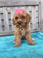 Rosie f1b mini, a female Miniature Goldendoodle for sale in Rockford, IL – 4 of 8