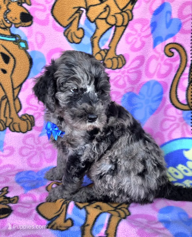 Chance – Miniature Goldendoodle puppy for sale in Rockford, IL