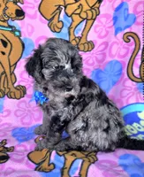 Chance, a male Miniature Goldendoodle for sale in Rockford, IL – 2 of 7