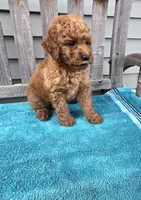 Murphy f1b, a male Miniature Goldendoodle for sale in Rockford, IL – 6 of 8