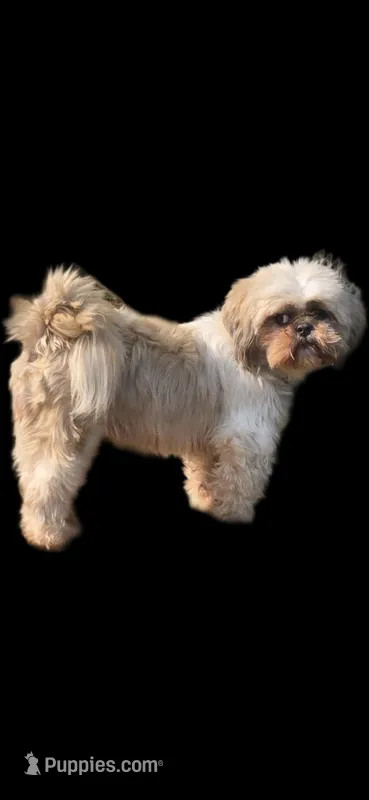 Frankie – Shih Tzu puppy for sale in Rockford, IL