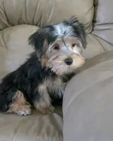 Parker, a male Yorkshire Terrier for sale in Rockford, IL – 3 of 10
