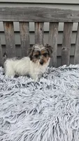 Max, a male Yorkipoo for sale in Rockford, IL – 8 of 9