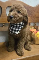 Clifford f1b mini, a male Miniature Goldendoodle for sale in Rockford, IL – 7 of 9