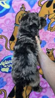 Chance, a male Miniature Goldendoodle for sale in Rockford, IL – 6 of 7