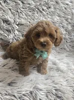 Sunny , a male Cavapoo for sale in Rockford, IL – 1 of 10