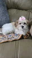 Lily, a female Mal Shi for sale in Rockford, IL – 6 of 9