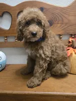 Teddy Bear , a male Poodle - Miniature  and Miniature Goldendoodle for sale in Rockford, IL – 10 of 10