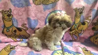 Princess , a female Shih Tzu for sale in Rockford, IL – 6 of 8